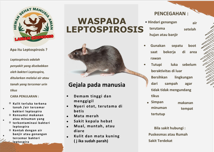Leptospirosis Penyakit Zoonosis Berakibat Fatal Pada Manusia