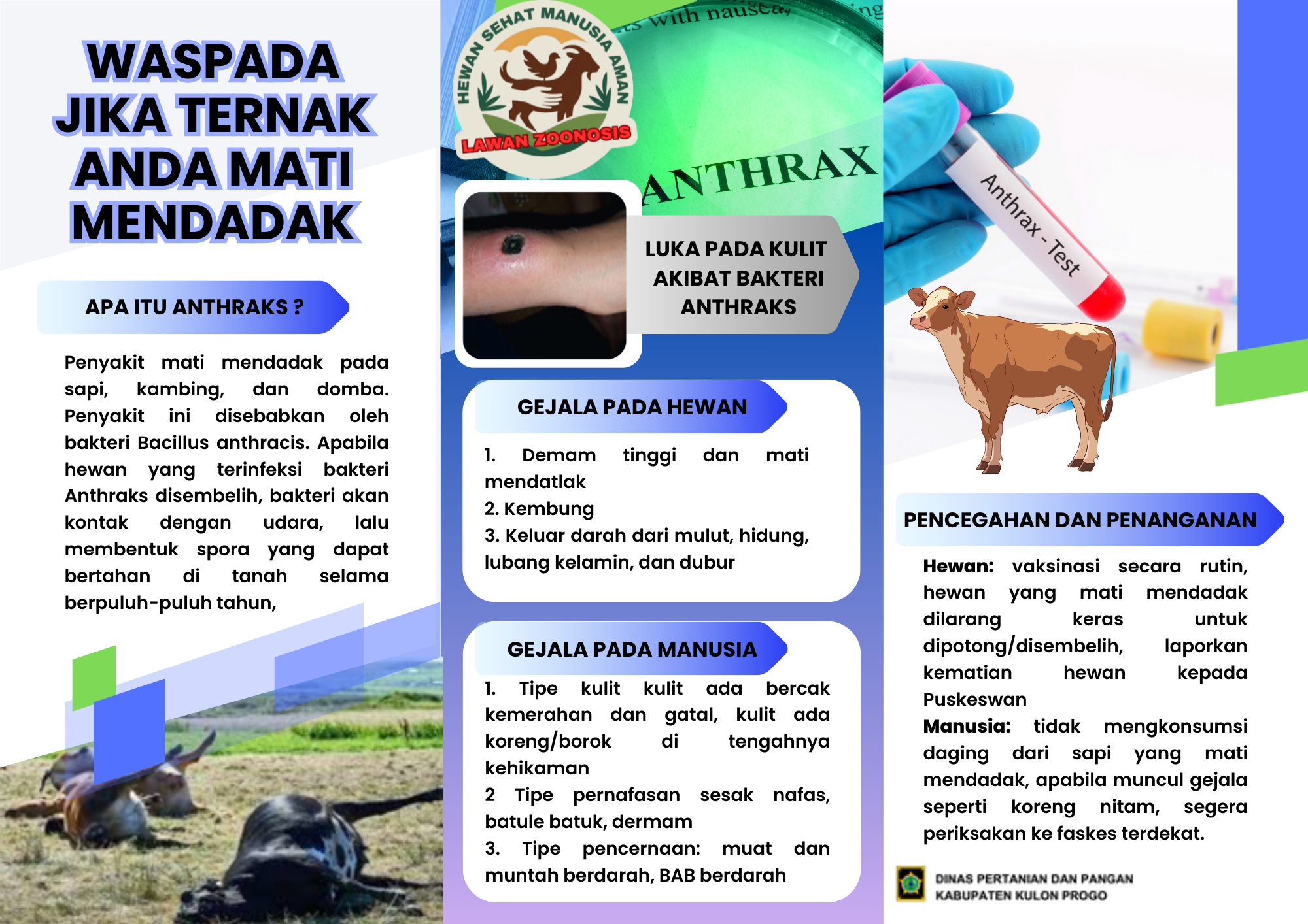 Anthraks penyakit zoonosis disebabkan Bakteri Anthracis yang mampu membentuk spora yang bisa bertahan 80 tahun di lingkungan.